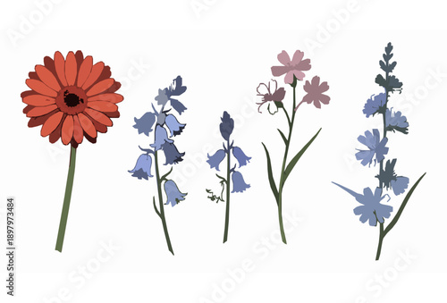 Hand Drawn Red Pink Blue Wildflowers Vector Set Gerbera Bluebell Chicory Isolated on White