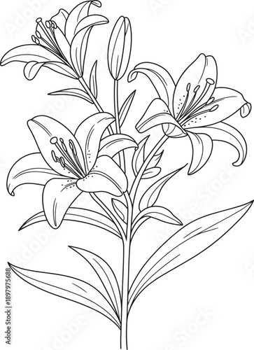Lily flower coloring page vector illustration 1
