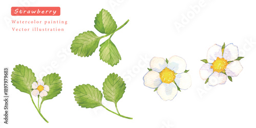 水彩で描いたイチゴの葉のベクターイラストセット