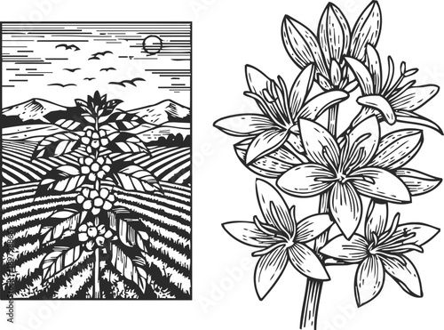 Coffee plant growing in mountainous farmland landscape with blooming flowers detailed botanical illustration