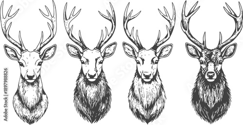 detailed monochrome deer heads with antlers hand drawn wildlife illustrations of stags in vintage