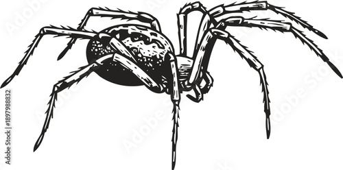 Black spider illustration on white background detailed arachnid with segmented legs and body design insect concept
