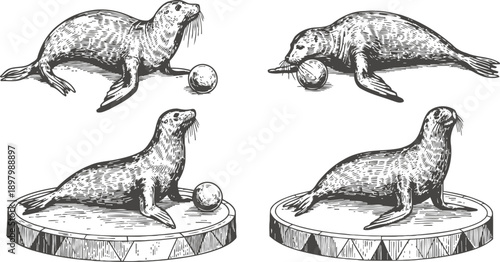vintage seal illustrations playing with ball on circus platform, animal activity sketches