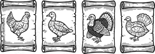 vintage bird illustrations on scrolls featuring rooster, duck, and turkey with detailed line art