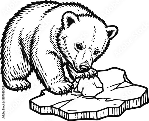 bear cub on ice floe biting block of ice young wild animal in cold environment illustration
