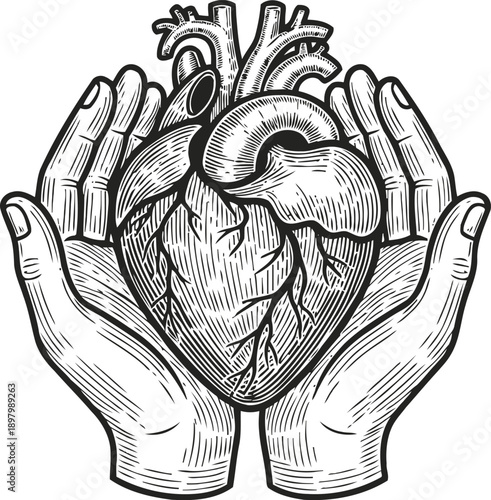 Human heart held in protective hands anatomical illustration of cardiovascular organ with veins and arteries