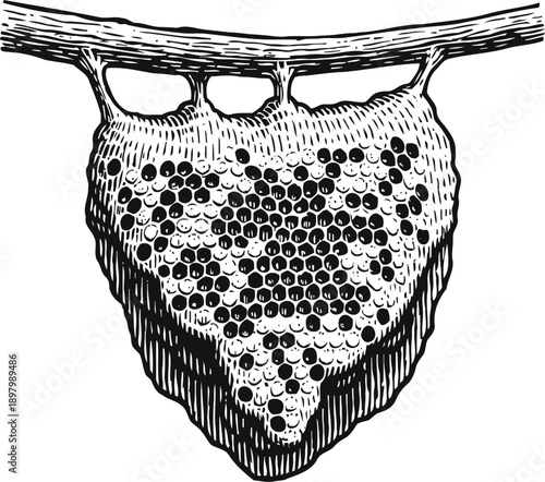 Honeycomb beehive hanging from tree branch in detailed vintage black and white