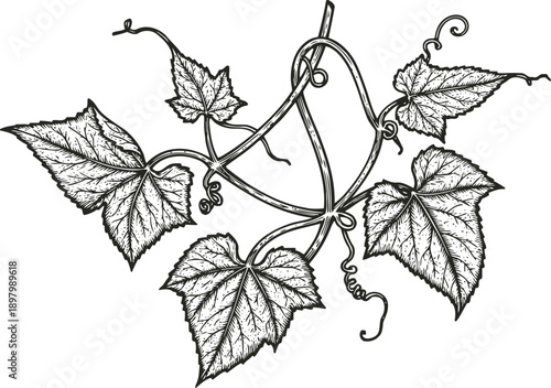 Grape vine branch with detailed leaves and curling tendrils artistic botanical illustration