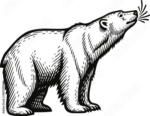 Black and white illustration of a standing bear sniffing the air with detailed fur texture