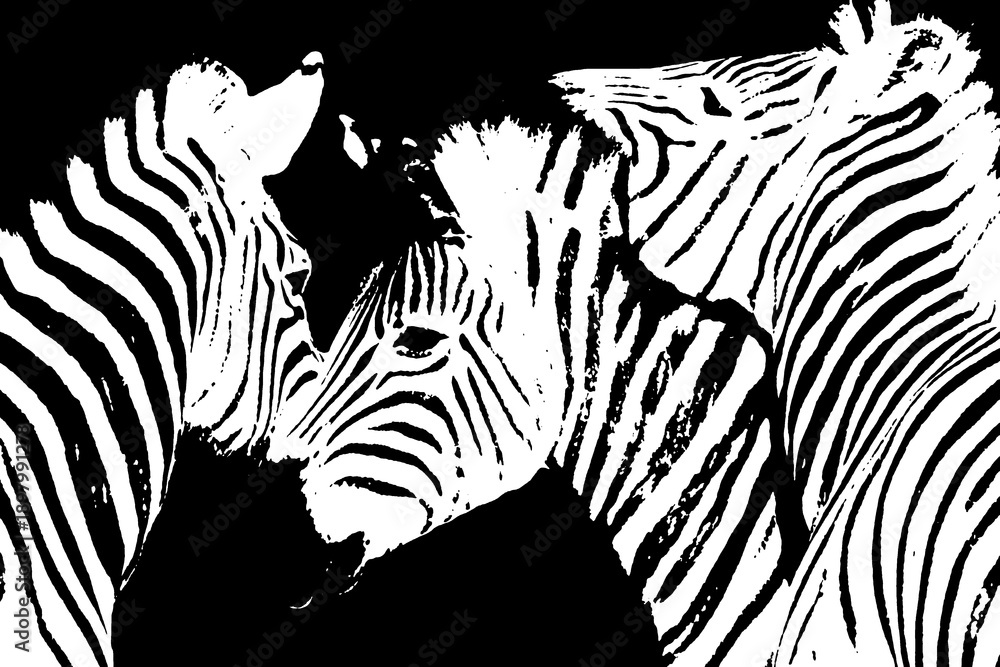 Fototapeta premium Close up of Zebras monochrome mixed media