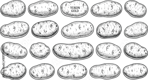 Yukon gold potato hand drawn sketch set, vintage vegetable illustration collection, farm produce line art black white vector food kitchen organic agriculture