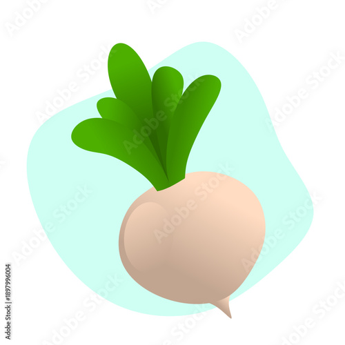 turnip vector illustration