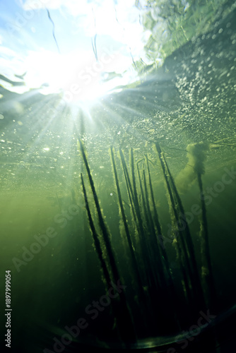 Wallpaper Mural underwater photo, swamp pond or river, green freshwater background, green algae plankton, dirty water blooms Torontodigital.ca