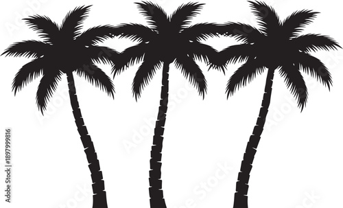 palm tree silhouette