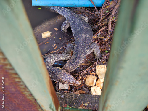 Asian Water Monitor Lizard Viewed Through Fence in Urban Area
