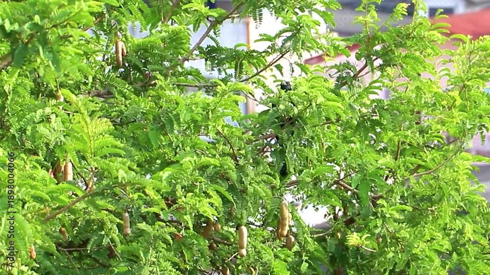 custom made wallpaper toronto digitalAsian glossy starling bird red eyes tree top in Phuket Thailand.