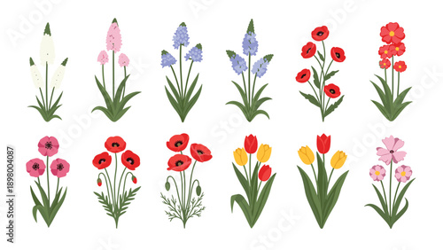 Selection of diverse flower species illustrations in rows including poppies, tulips, and lavender.