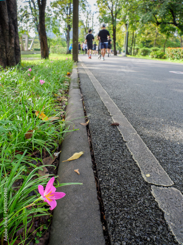 Pink Rain Lily Blooming Beside Public Park Running Track