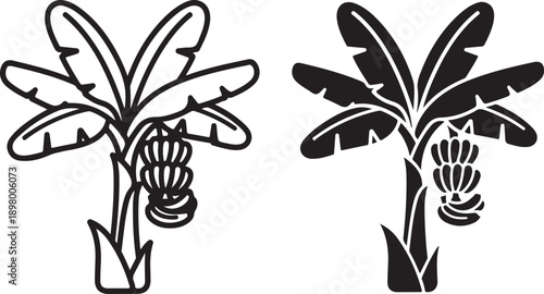 Two distinct types of tropical plants with unique leaf structures and fruit. isolated on white background, illustration