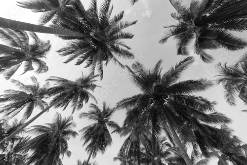 Wallpaper Mural black and white photography of palm trees in a tropical climate against the sky poster for photo design Torontodigital.ca