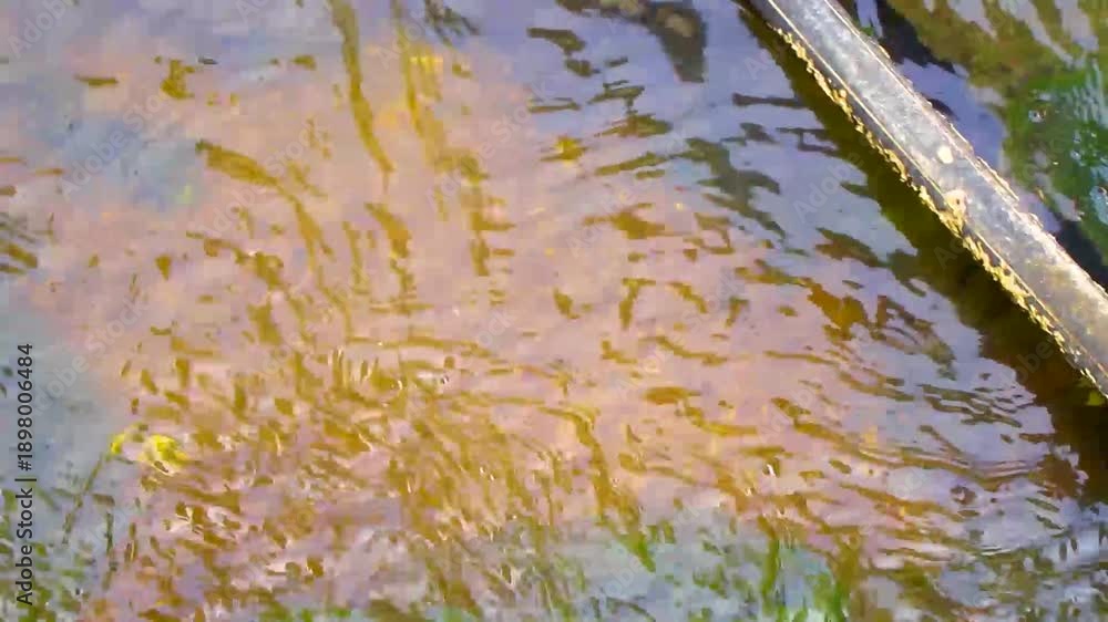 custom made wallpaper toronto digitalSpiny softshell turtle swimming swims in river lake water Thailand.