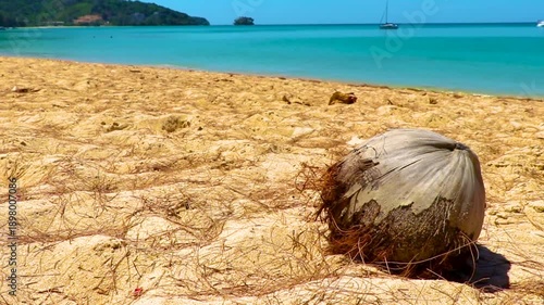 Wallpaper Mural Coconut on Thailand beach sand at clear turquoise blue water. Torontodigital.ca