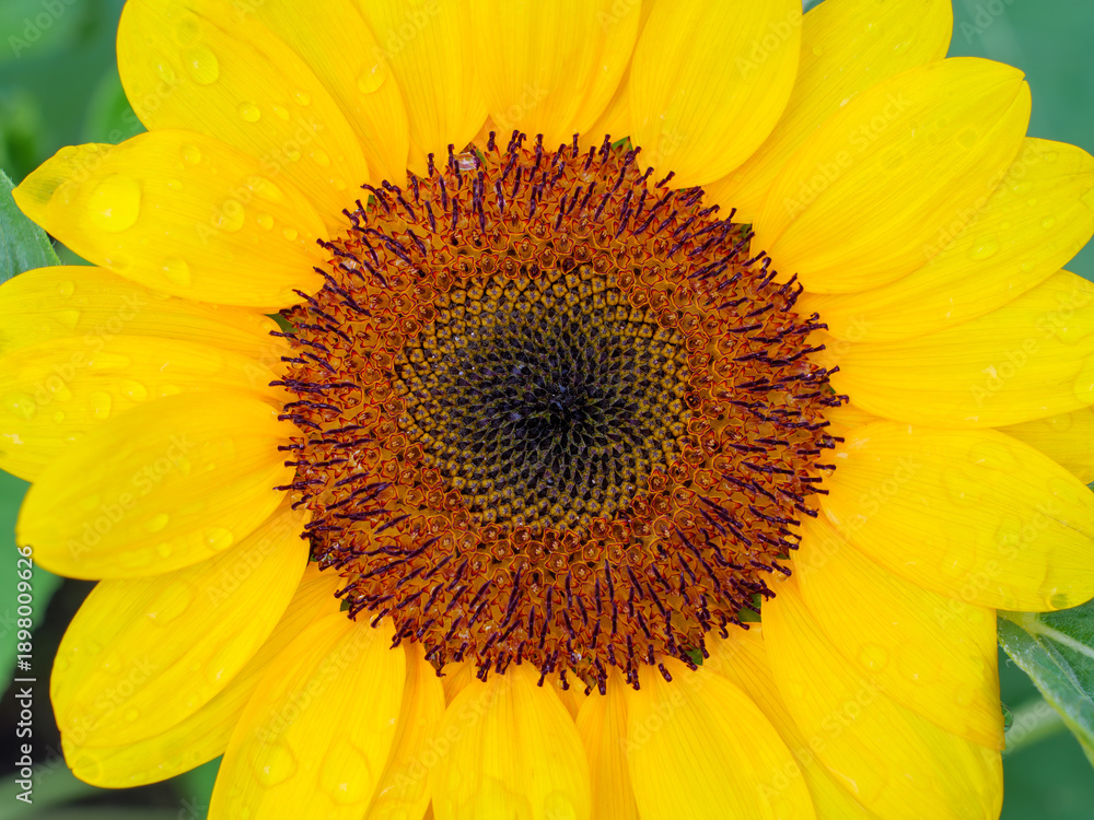 Obraz premium Macro Detail of Sunflower Heart and Dew Drops