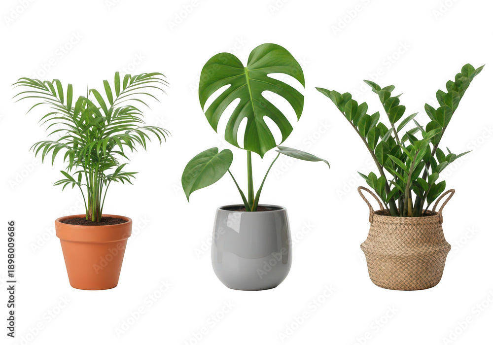 Fototapeta premium Three potted tropical plants including monstera areca and zz plants on transparent background