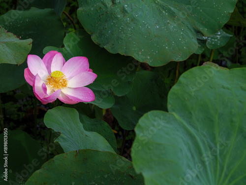 Elegant Pink Lotus Blossom in Serene Pond