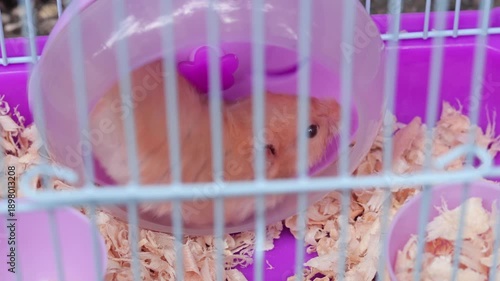 Syrian hamster running inside purple cage wheel for domestic pet care and exercise concept