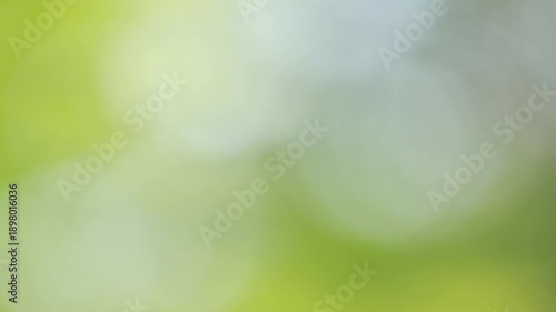 Abstract green nature background with soft bokeh light for natural product backdrop concept