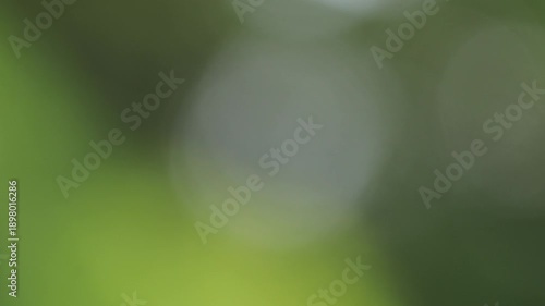 Abstract green bokeh background with soft light leaks and natural blur for organic design concept