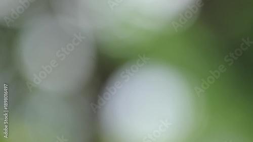 Abstract green bokeh background with soft light circles for organic nature concept