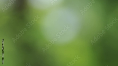 Green nature bokeh background with soft focus light for eco concept