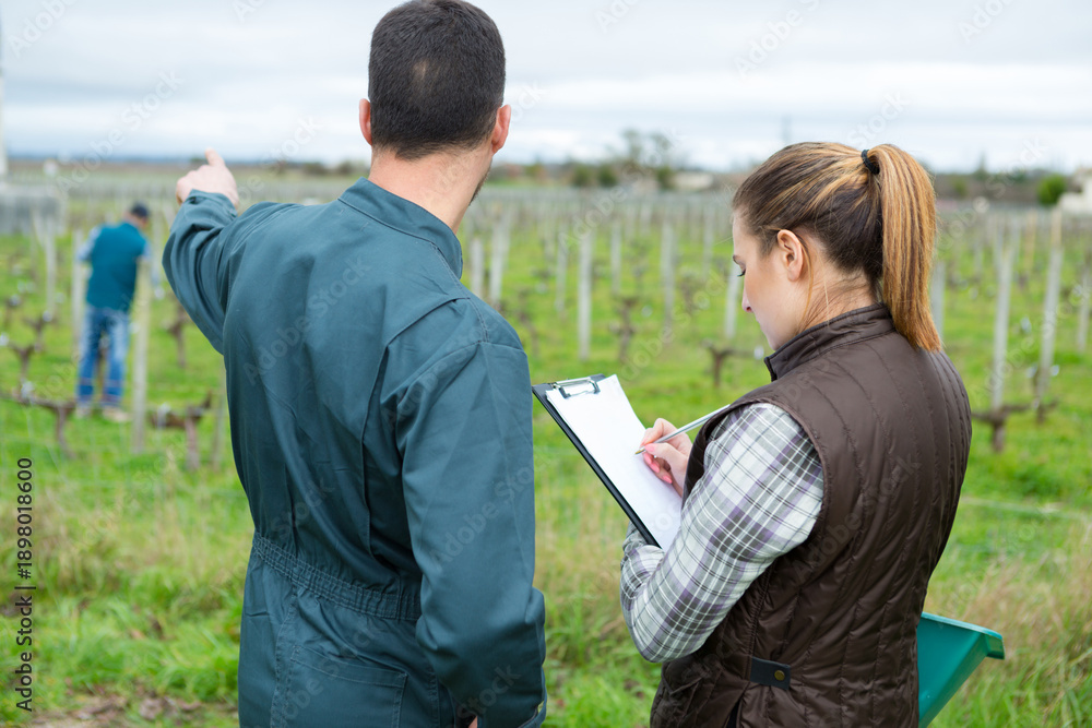 Obraz premium workers in vineyards