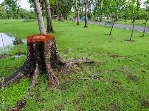 Freshly Cut Tree Stump with Exposed Roots in Green Urban Park