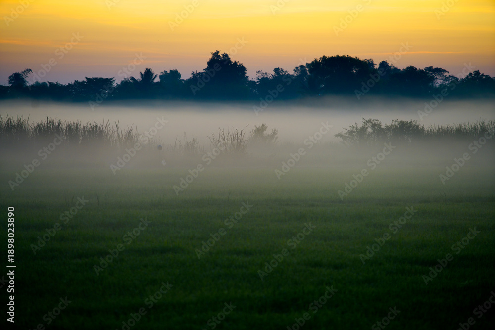 Obraz premium Serene Misty Landscape at Dawn with Soft Fog and Colorful Sky