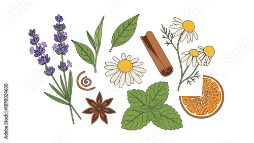 Herbal Aromatherapy Elements Illustration