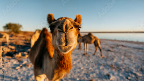 Wallpaper Mural Camel smiling at camera in desert landscape, travel and nature concept — perfect for advertising, editorial, social media, and creative design projects. High quality professional image ideal for br... Torontodigital.ca