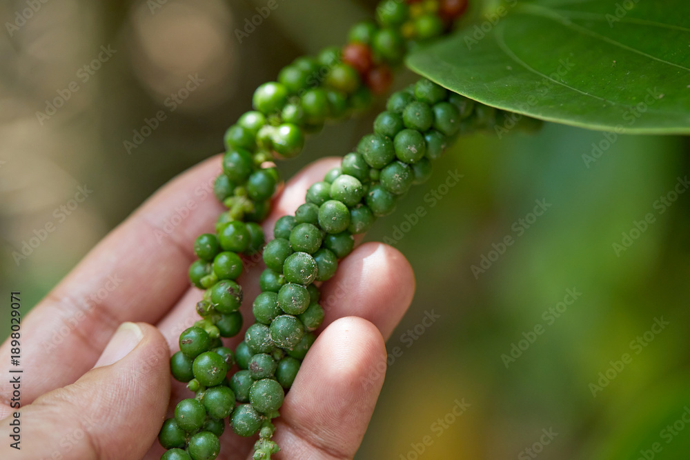 Obraz premium Hand holding fresh peppercorns on the vine