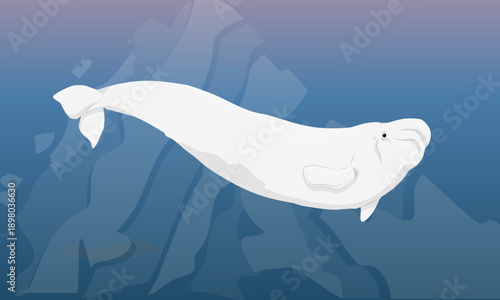 A beluga whale swim in cold ocean water. Aquatic mammals of the Arctic. Realistic vector landscape.