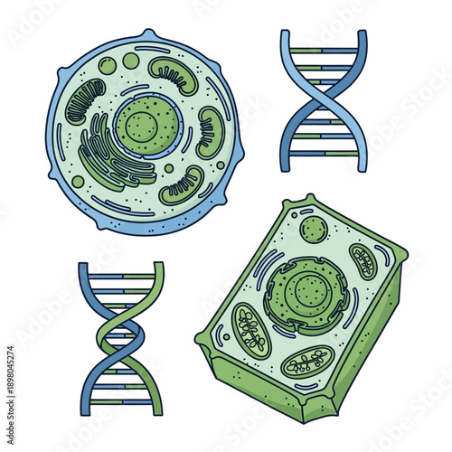 Cell Structure DNA Chromosome Biological Diagram.