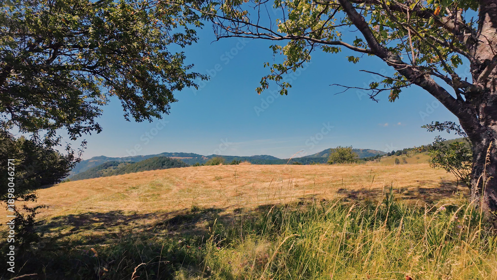 Obraz premium Tranquil sunny summer landscape with green fields and hills.