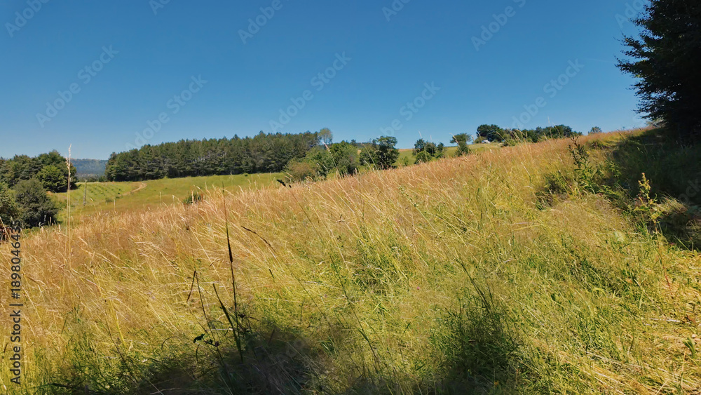 Naklejka premium Tranquil sunny summer landscape with green fields and hills.