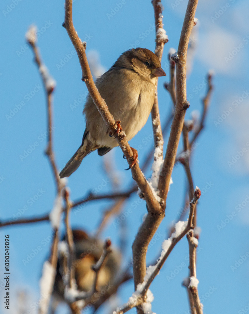 Fototapeta premium A small bird is perched on a branch