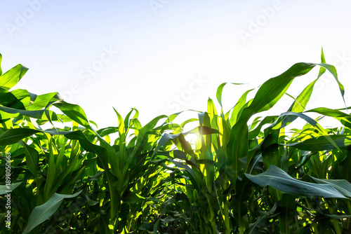 green grass and sunlight corn plant
