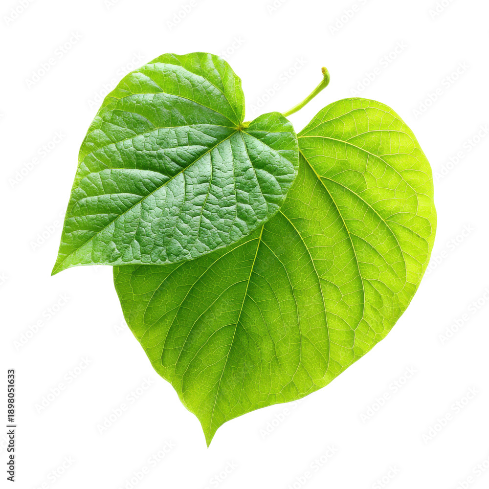 Obraz premium Bright green heart-shaped leaves placed on a white background with visible veins and texture