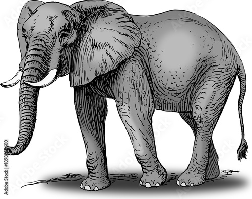 elephant vector illustration