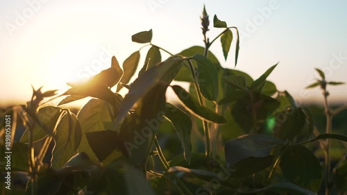 Lush soybean plants thriving on farm at sunset. Close up healthy soybean plants growing in expansive fields. Serene agricultural landscape on soybean farm. Vibrant soybean crops on sustainable farm.
