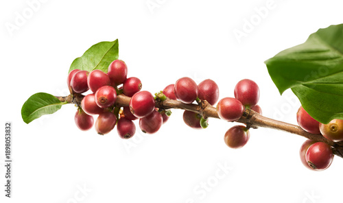 Foto Fresh coffee branch with ripe red and green coffee cherries isolated on transparent background